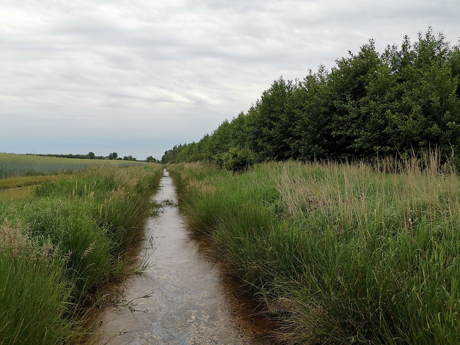 Das Bild zeigt in der Mitte ein kleines grades Fließgewässer, rechts davon junge Bäume, links ein Getreidefeld.