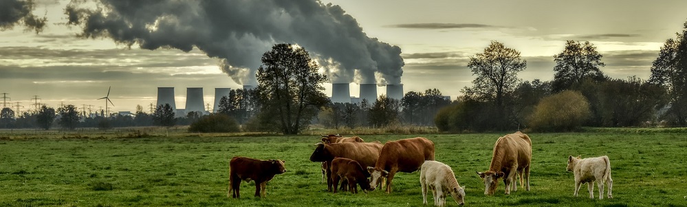 Im Hintegrund iste eine Windkraftwerk, ein großes Kraftwerk und Bäume zu sehen. Im Vordergrund weiden Rinder.