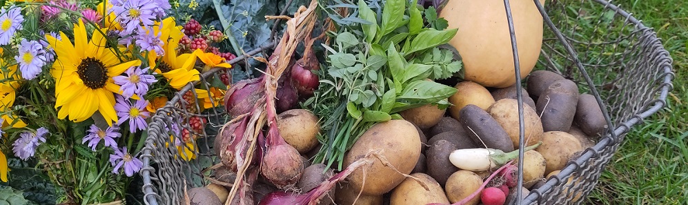 Blumen, Kartoffeln, Kräuter, Radischen, Zwiebeln und noch anderes Gemüse sind in und um einen Drahtkorb arrangiert.